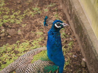 Fototapeta premium bird
