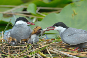 common tern feeding its chicks  (sterna hirundo) © bereta