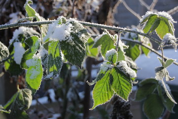 Brombeerblätter