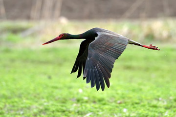 Black stork in natural habitat  - Ciconia nigra