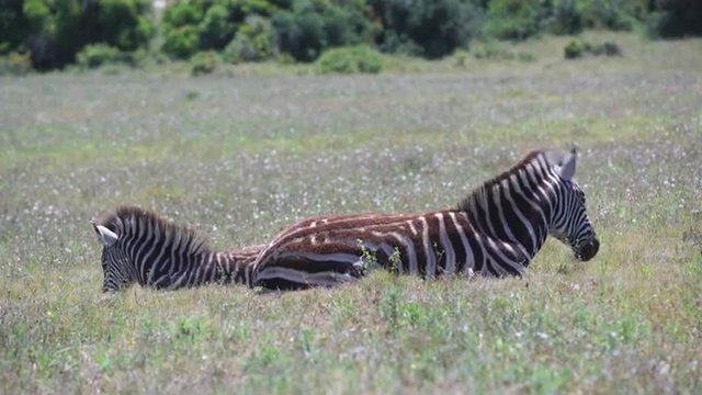 Mother zebra and baby laying in the grass in Addo Elephant National Park South Africa