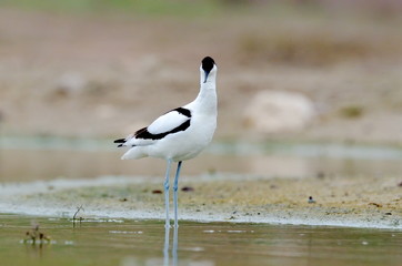 Pied avocet ( Recurvirostra avosetta )