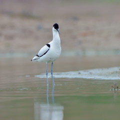 Pied avocet ( Recurvirostra avosetta )
