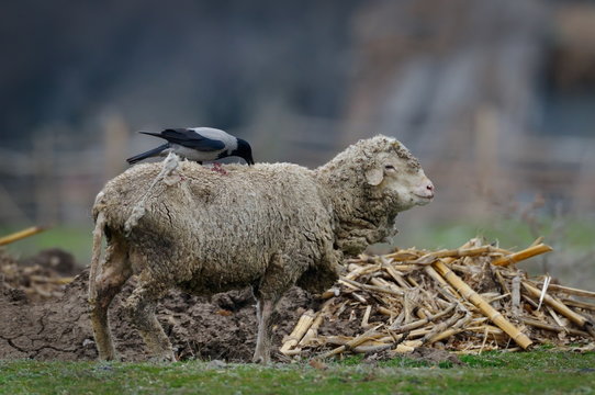 crow on sheep  (corvus frugilegus)