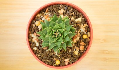 Green star cactus in red pot