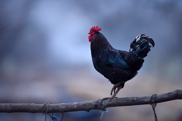colorful rooster