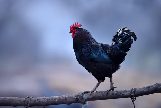 colorful rooster