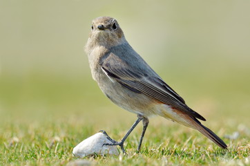 black redstart (phoenicurus ochruros)
