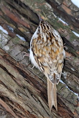 eurasian treecreeper outdoor (certhia familiaris)