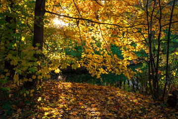 Autumn foliage and a pond in the light of the setting sun
