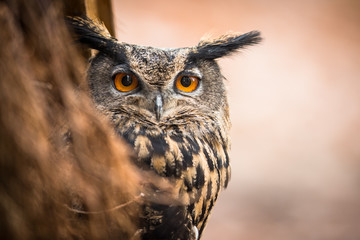 Closeup of a Eurasian Eagle-Owl (Bubo bubo) - obrazy, fototapety, plakaty