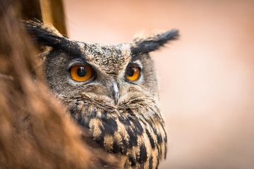 Closeup of a Eurasian Eagle-Owl (Bubo bubo)