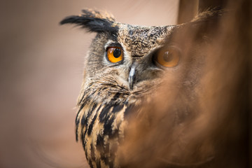 Closeup of a Eurasian Eagle-Owl (Bubo bubo)