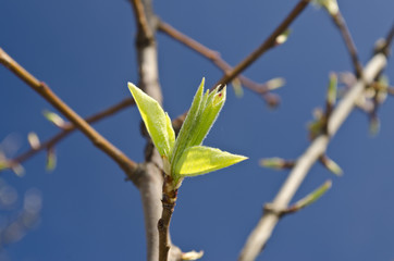 Buds on a tree at the spring time