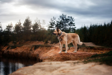Mixed breed dog walking in the woods, the lake, on the sandy shore