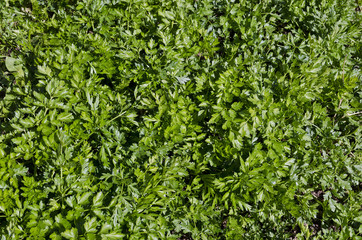 Growing bio vegetables in the northern Bulgaria
