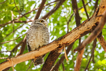 Spotted Owlet (Athene Brama) is sitting on the tree.