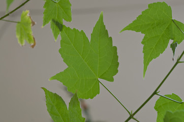 Green leaves of a plant near a window