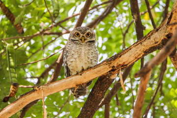 Spotted Owlet (Athene Brama) is sitting on the tree.