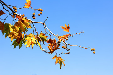 A maplel branch of autumn leaves