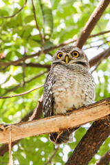 Spotted Owlet (Athene Brama) is sitting on the tree.