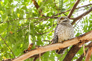 Spotted Owlet (Athene Brama) is sitting on the tree.