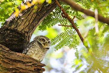 Spotted Owlet (Athene Brama) is sitting on the tree.