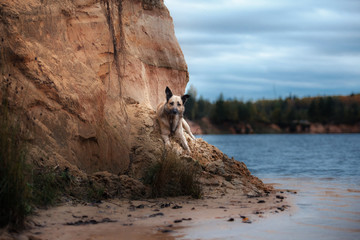 Mixed breed dog walking in the woods, the lake, on the sandy shore