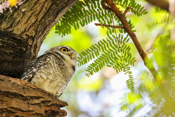 Spotted Owlet (Athene Brama) is sitting on the tree.