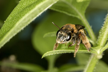 bee pollinating basil flower extreme close up - bee pollinating flower macro photo