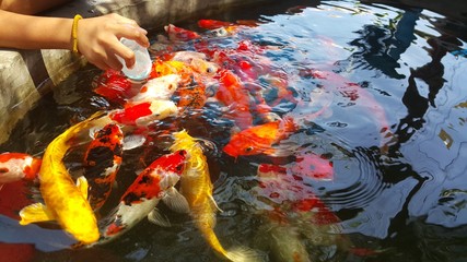 Feeding fish food to colorful koi in the pond