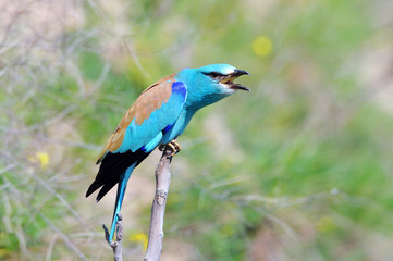 european roller (coracias garrulus) in natural habitat