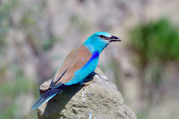 european roller (coracias garrulus) in natural habitat