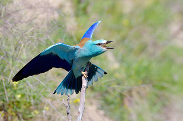 Obraz premium european roller (coracias garrulus) in natural habitat