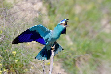 european roller (coracias garrulus) in natural habitat in spring