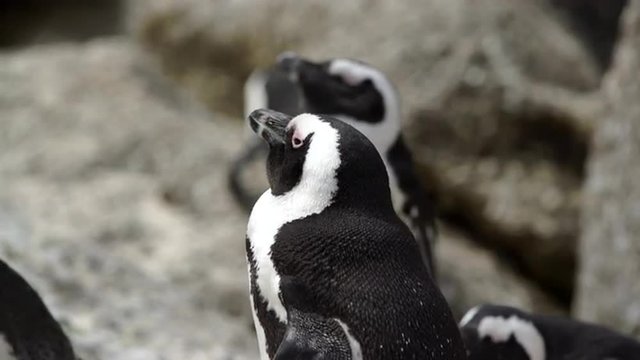 Close up from a sleepy Pinguin at boulders beach in the Cape Peninsula South Africa