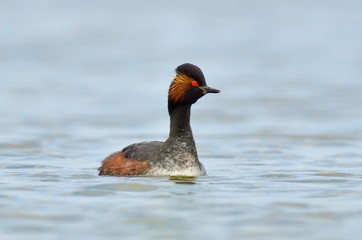 water birds outdoor (podiceps nigricollis)
