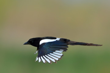 magpie in flight (pica caudata)