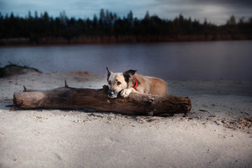 Mixed breed dog walking in the woods, the lake, on the sandy shore