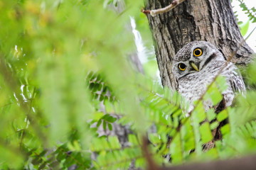 Spotted Owlet (Athene Brama) is sitting on the tree.