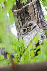 Spotted Owlet (Athene Brama) is sitting on the tree.