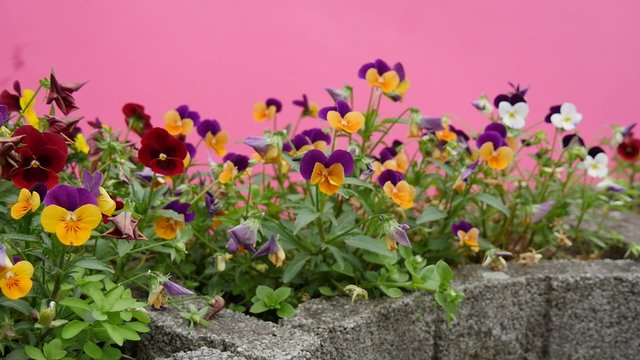 Violas Tricolor, Heartseases, Flowers on Flower Bed, Flutter