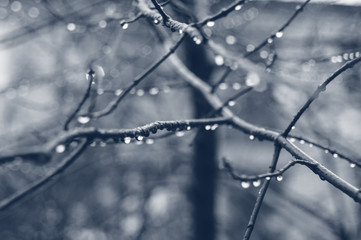 The beautiful autumn tree branch with rain drops,  macro background
