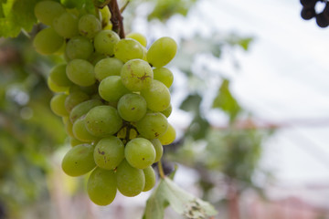 Green grapes on vine sunset time