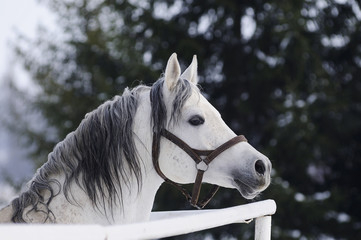 Grey Arabian stallion portrait