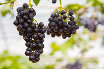 Grapes on vine sunset time