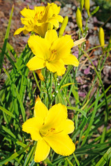 yellow lily flowers in the summer garden