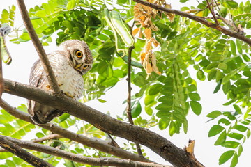 Spotted Owlet (Athene Brama) is sitting on the tree.