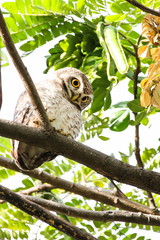 Spotted Owlet (Athene Brama) is sitting on the tree.