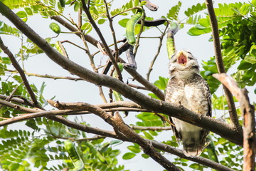 Spotted Owlet (Athene Brama) is yawning on the tree.